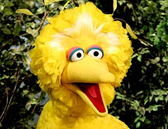 bigbird